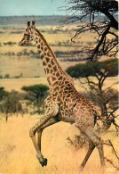 Animaux - Girafes - Faune Africaine - Girafe En Pleine Course - CPM - Voir Scans Recto-Verso - Girafes
