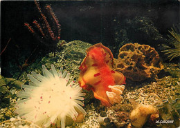 Animaux - Poissons - Aquarium De La Rochelle - Anémone Codylactis Passiflora - Nudibranche Hexabrancfiius - Carte Neuve  - Pescados Y Crustáceos