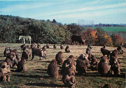 Animaux - Singes - Safari Parc De Peaugres - Babouins En Liberté - Carte Neuve - CPM - Voir Scans Recto-Verso - Singes