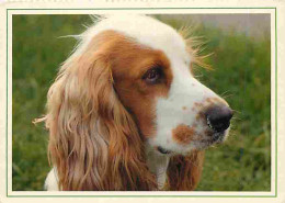 Animaux - Chiens - Cocker - CPM - Voir Scans Recto-Verso - Hunde