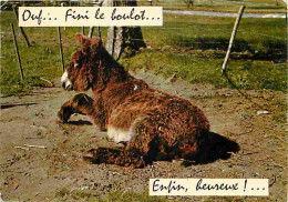 Animaux - Anes - Carte Humoristique - Etat Pli Visible - CPM - Voir Scans Recto-Verso - Donkeys