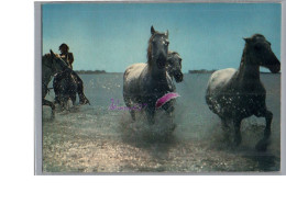 CAMARGUE - FOLKLORE - Les Gardians Les Chevaux Sauvage Cheval Horse Carte Vierge - Other & Unclassified