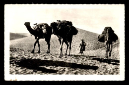 ALGERIE - SAHARA - GHARDAIA - DANS LES DUNES - CHAMEAUX - CHAMELIER - EDITIONS PHOTOS AFRICAINES N°1157 - Ghardaïa