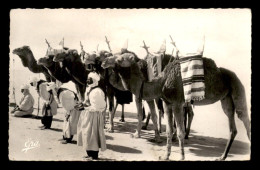 ALGERIE - SAHARA - GHARDAIA - MEHARISTES EN PRIERE - CHAMEAUX - CHAMELIER - EDITIONS PHOTOS AFRICAINES N°5608 - Ghardaïa