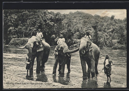 AK Elefanten, Temple Elephants At Katugastota, Ceylon  - Olifanten