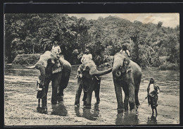 AK Elefanten, Temple Elephants At Katugastota, Ceylon  - Elefanten