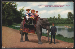 AK New York, Zoo, Riding Animal Elephant Gunda  - Éléphants