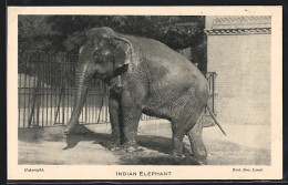 AK Indischer Elefant Im Zoo, Indian Elephant  - Elefanti