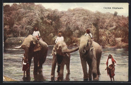 AK Ceylon, Singhalesen Mit Drei Elefanten  - Elephants