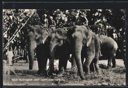 AK Ceylon, Wild Elephants Just Captured  - Olifanten