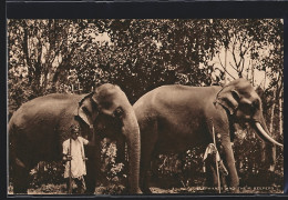 AK Panebokke Walauwa Gampola, Elephants And Their Keepers  - Elefantes