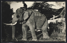 AK Singapure, Arbeitselefant Mit Besitzern Auf Dem Rücken  - Elefantes