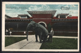 AK Cleveland, Brookside Park, Elefant Mit Wärter  - Éléphants