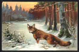 AK Fuchs Auf Einem Schneebedeckten Waldweg Im Abendrot  - Sonstige & Ohne Zuordnung