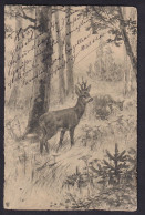 Deer In A Forest / Long Line Postcard Circulated, 2 Scans - 1900-1949