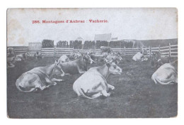 Montagnes D'Aubrac - Vacherie - Vaches Au Repos - Veeteelt