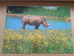 44 - Safari Parc De PORT SAINT PERE - Rhinocéros Blanc - Rhinocéros