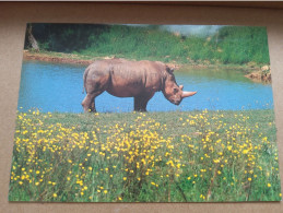 44 - Safari Parc De PORT SAINT PERE - Rhinocéros Blanc - Rhinoceros