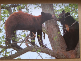 44 - Safari Parc De PORT SAINT PERE - Ours Baribal - Bears