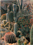 Fleurs - Plantes - Cactus - Sanary - Bandol - Le Jardin Exotique - Quand Le Désert Mexicain Fleurit - CPM - Voir Scans R - Cactus