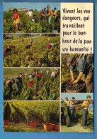 Vignes - Vendanges - Multivues - Ecrite En 1984 - Vignes