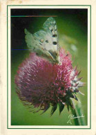 Animaux - Papillons - Parc Naturel Régional Du Queyras - Chardon - CPM - Voir Scans Recto-Verso - Schmetterlinge