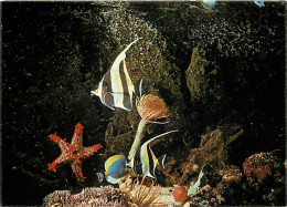 Animaux - Poissons - Aquarium De La Rochelle - Zanclus - Spirographe - Etoile Pentaceros - Acanthurus Leucosternon - Tro - Fish & Shellfish