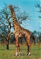 Animaux - Girafes - Camelo Pardalis - Afrique - Carte Neuve - CPM - Voir Scans Recto-Verso - Girafes