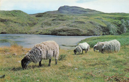 THE BLACK FACED SHEEP OF THE SCOTTISH HIGHLANDS - Andere & Zonder Classificatie
