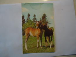 GERMANY  POSTCARDS  ANIMALS HORSHES - Horses