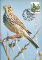 CM/MK° - Pipit Farlouse/Graspieper/Wiesenpieper/Anthus Pratensis - BSL-BXL - PHILEURO - 05-05-2000 - BUZIN - 1985-.. Pájaros (Buzin)