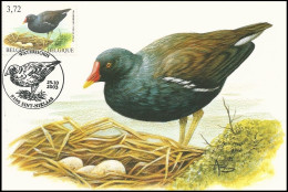 CM/MK° Poule D'eau/Waterhoen/Teichhuhn/Moorhen/Gallinula Chloropus - Sint Niklaas - 27-10-2003 - BUZIN - SIGNÉ/GETEKEND - 1985-.. Birds (Buzin)