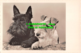 R513726 Black And White Dog. Amag. RP. Postcard - Mundo