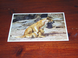75928-             LEEUW / LION -  / DIEREN / ANIMALS / TIERE / ANIMAUX / ANIMALES - Lions