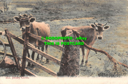 R513856 Jersey Cows. Albert Smith. Postcard. 1905 - Monde