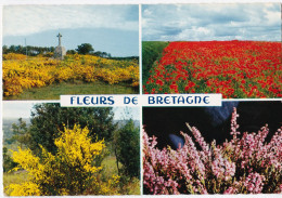 Fleurs De Bretagne - L'ajonc, Coquelicots Dans Un Champ, Genêts, Et Bruyère - Fleurs