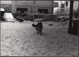 Italia 1977 - Cane Passeggia Su Tappeto Di Neve - Foto - Vintage Photo - Orte