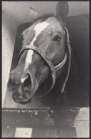 Testa Di Un Cavallo In Primo Piano, 1960 Fotografia Epoca, Vintage Photo - Lugares