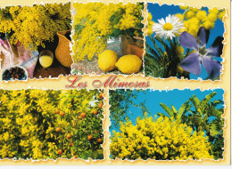 Les Mimosas - Fleurs