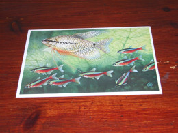 75938-            KARDINAAL TETRA 'S - Fish & Shellfish