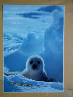 KOV 506-59 - HARP SEAL - Other & Unclassified
