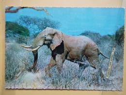 KOV 506-59 - ELEPHANT, OLIFANT - Elefanten