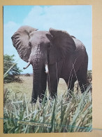 KOV 506-59 - ELEPHANT, OLIFANT - Elephants