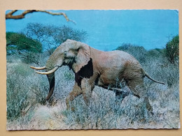 KOV 506-59 - ELEPHANT, OLIFANT - Elefanten