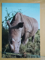 KOV 506-60 - RHINO, RHINOCEROS,  - Rhinoceros