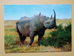 KOV 506-60 - RHINO, RHINOCEROS,  - Rinoceronte