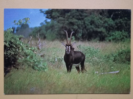 KOV 506-60 - SABLE ANTELOPE, ANTILOPA - Other & Unclassified