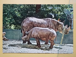 KOV 506-60 - RHINO, RHINOCEROS,  - Rhinozeros