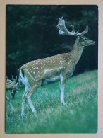 KOV 506-60 - ROE DEER, CERF, FAWN - Other & Unclassified