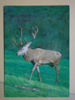 KOV 506-60 - ROE DEER, CERF, FAWN - Other & Unclassified